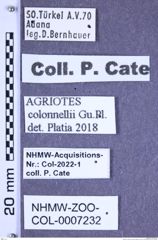 Etiketten zu Agriotes colonellii (Guglielmi & Platia, 1985) (NHMW-ZOO-COL-0007232)